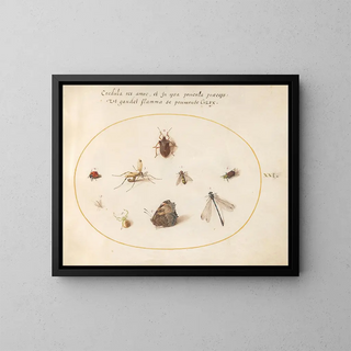 Joris Hoefnagel - Plate 21 A Butterfly with a Dragonfly a Ladybug and Five other Insects.webp