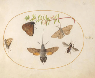 Pianta 23: Farfalla sfinge, farfalle e altri insetti intorno a un ramo di caprifoglio - Joris Hoefnagel — vista dell’opera