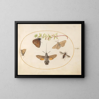 Pianta 23: Farfalla sfinge, farfalle e altri insetti intorno a un ramo di caprifoglio - Joris Hoefnagel — quadro incorniciato alla parete