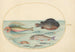 Planche 24 Grondin volante Hirondelle Lumpsucker maschio Pesce-tromba a lunghe spine e altri pesci - Joris Hoefnagel — vista dell’opera
