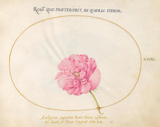 Joris Hoefnagel - Plate 24 Pink Rose.webp