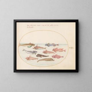 Joris Hoefnagel - Plate 26 Gurnards Dragonets and Other Fish.webp