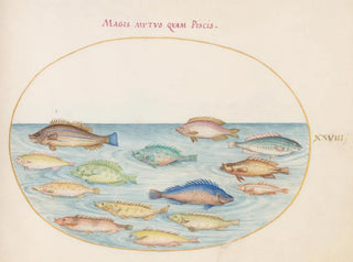 Platino 28: Dorade e altri pesci - Joris Hoefnagel — vista dell’opera