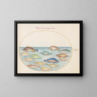 Platino 28: Dorade e altri pesci - Joris Hoefnagel — quadro incorniciato alla parete