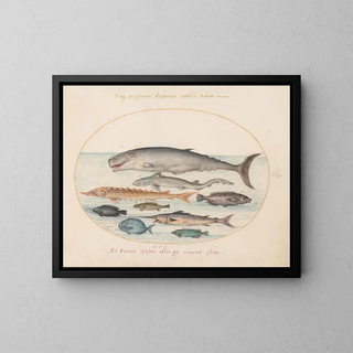 Joris Hoefnagel - Plate 2 Sperm Whale Sturgeon Shark and Other Fish.webp