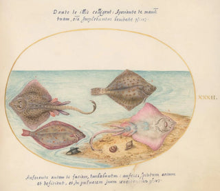 Joris Hoefnagel - Plate 32 Skates with an Egg Case and Two Flat Fish.webp