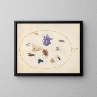 Joris Hoefnagel - Plate 33 Moth and Butterfly with other Insects and a Columbine Flower.webp