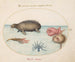 Planche 3: Un morse, un polpo a nove zampe e un pesce luna - Joris Hoefnagel — vista dell’opera