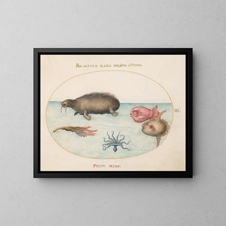 Joris Hoefnagel - Plate 3 A Walrus a NineLegged Octopus and Ocean Sunfish.webp