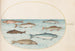 Planche 40 Salmone, trota e pesci d'acqua dolce - Joris Hoefnagel — vista dell’opera