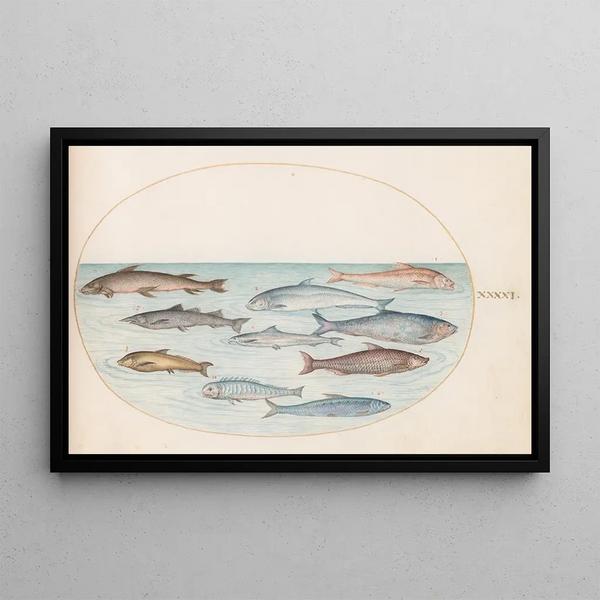 Joris Hoefnagel - Plate 41 Whitefish and Other Fish.webp