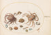 Planche 46 Due granchi con conchiglie - Joris Hoefnagel — vista dell’opera