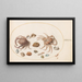 Planche 46 Due granchi con conchiglie - Joris Hoefnagel — quadro incorniciato alla parete