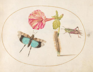Joris Hoefnagel - Plate 51 Grasshoppers and a Caterpillar with a Four OClock Flower.webp