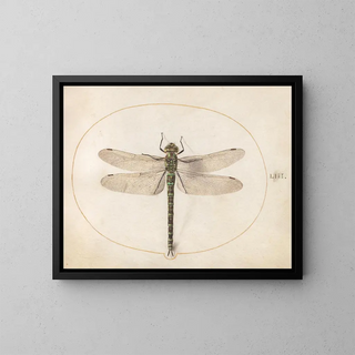 Joris Hoefnagel - Plate 53 Southern Hawker Dragonfly.webp