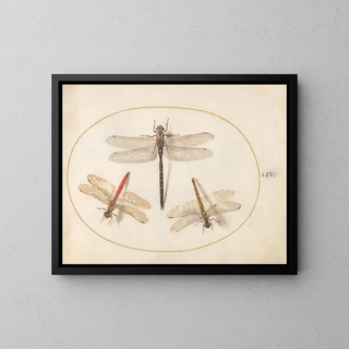 Platino 54 Libellule vellutata e due agrioni - Joris Hoefnagel — quadro incorniciato alla parete