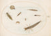 Planche 55 Insetti acquatici e invertebrati, inclusa una lumaca - Joris Hoefnagel — vista dell’opera