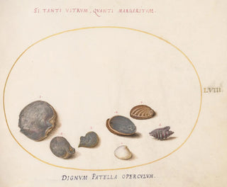 Joris Hoefnagel - Plate 58 Shells including Abalone.webp