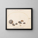 Platino 58 Conchiglie, inclusa l'abalone - Joris Hoefnagel — quadro incorniciato alla parete