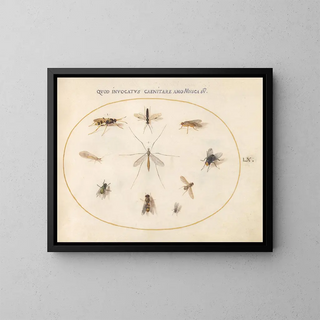 Joris Hoefnagel - Plate 60 Flies and Other Insects.webp