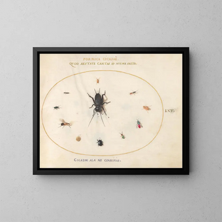 Joris Hoefnagel - Plate 65 A Cricket Surrounded by Insects Including a RubyTailed Wasp.webp
