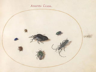 Platino 66 Due coleotteri oleosi, un longicorne e altri quattro insetti - Joris Hoefnagel — vista dell’opera