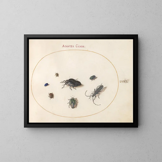 Platino 66 Due coleotteri oleosi, un longicorne e altri quattro insetti - Joris Hoefnagel — quadro incorniciato alla parete