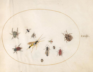 Joris Hoefnagel - Plate 72 Shield Bug Cinnamon Bug Wasp and Other Insects.webp