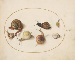 Sette lumache - Joris Hoefnagel — vista dell’opera