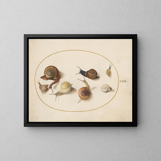 Sette lumache - Joris Hoefnagel — quadro incorniciato alla parete