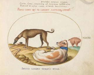 Tre cani, uno dei quali imitatore - Joris Hoefnagel — vista dell’opera