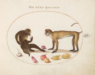 Joris Hoefnagel - Two Monkeys.webp