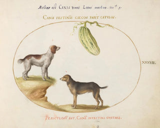 Joris Hoefnagel - Two Spaniels with a Gourd.webp