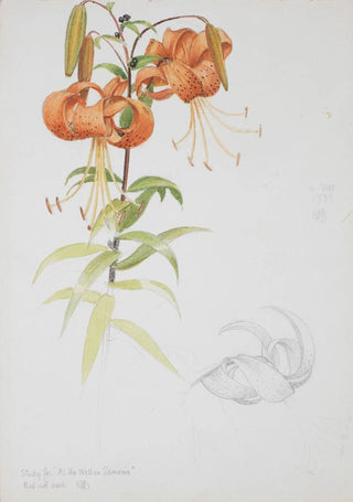 Joseph Edward Southall - Tiger Lily.webp