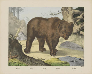 Orso - Joseph Scholz — vista dell’opera
