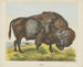Bison - Joseph Scholz — vista dell’opera