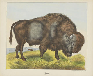 Bison - Joseph Scholz — vista dell’opera