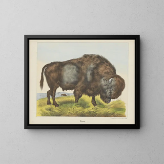 Bison - Joseph Scholz — quadro incorniciato alla parete