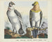 Condor - Joseph Scholz — vista dell’opera