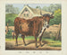 Vache - Joseph Scholz — vista dell’opera