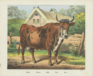 Joseph Scholz - Cow.webp