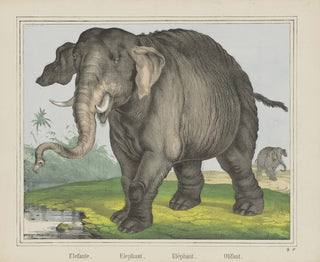 Elefante - Joseph Scholz — vista dell’opera