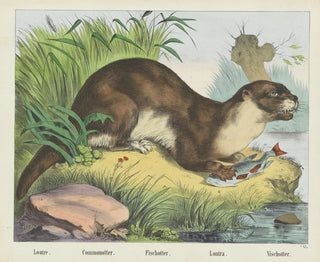 Loutre de rivière - Joseph Scholz — vista dell’opera