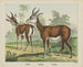 Antilope gazella - Joseph Scholz — vista dell’opera
