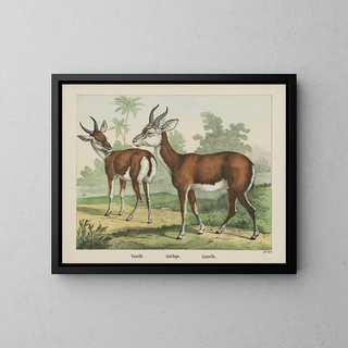 Joseph Scholz - Gazelle Antelope.webp