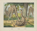 Giraffa - Joseph Scholz — vista dell’opera