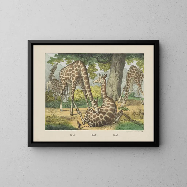 Giraffa - Joseph Scholz — quadro incorniciato alla parete
