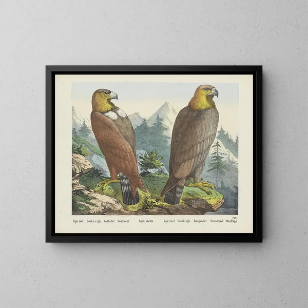 Aigle royal - Joseph Scholz — quadro incorniciato alla parete