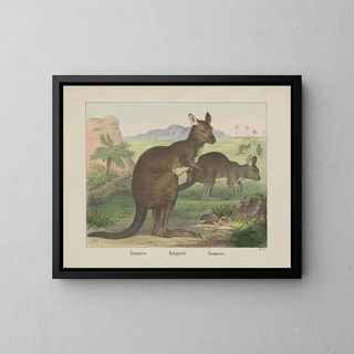 Kangourou - Joseph Scholz — quadro incorniciato alla parete