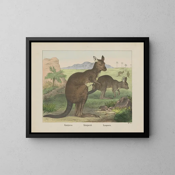 Kangourou - Joseph Scholz — quadro incorniciato alla parete